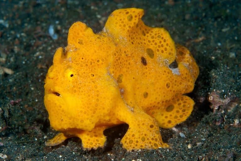 Frogfish profile
