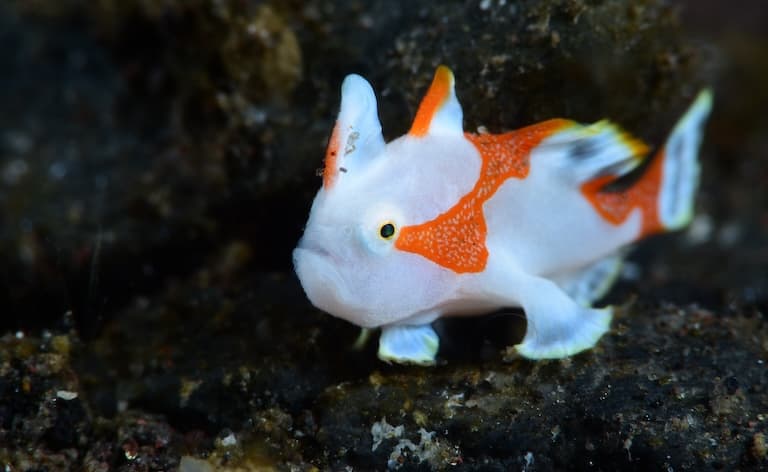 frogfish swimming in the under waters