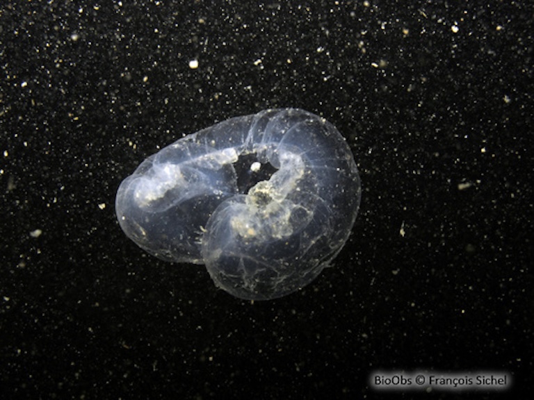 giant larvacean close