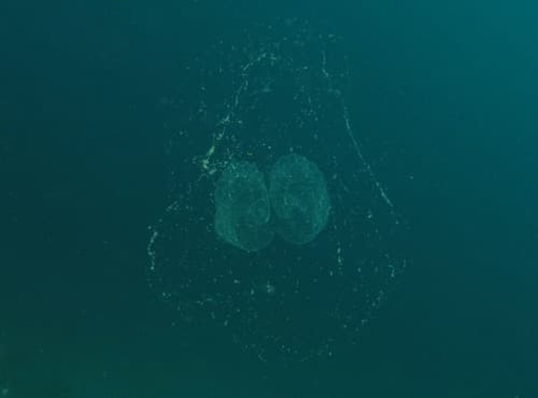 giant larvacean deep