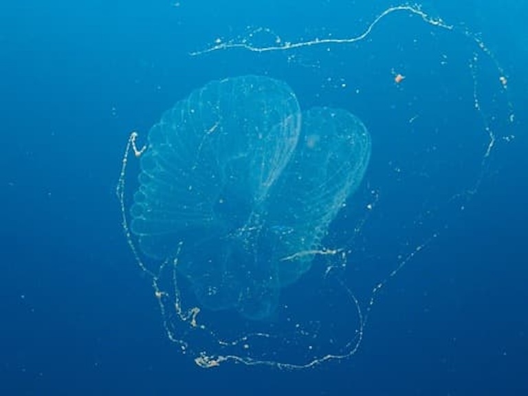 giant larvacean profile