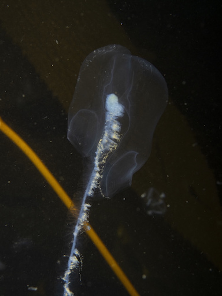 giant siphonophore head