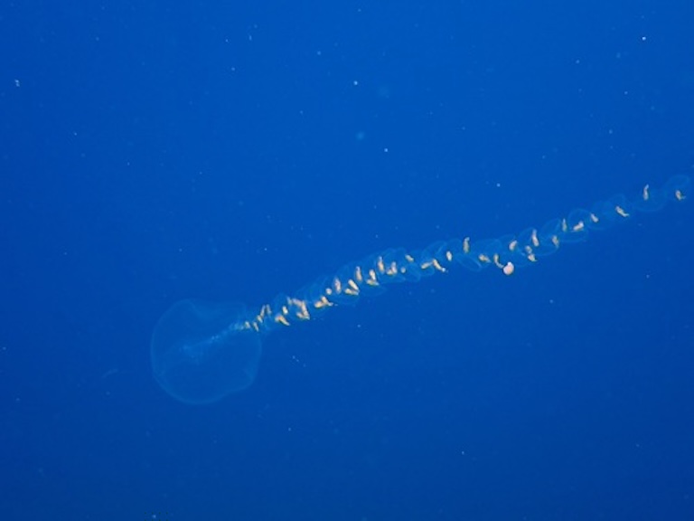 giant siphonophore profile