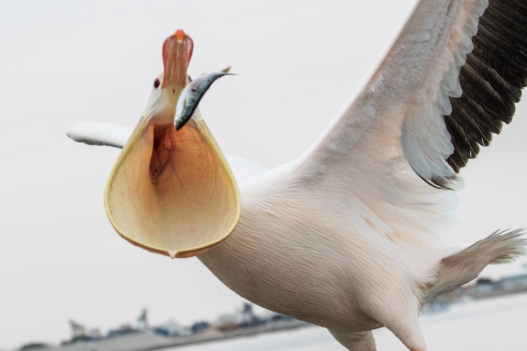 great white pelican catch fish