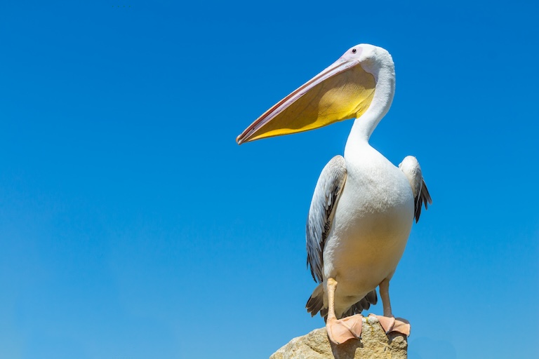 great white pelican portrait 
