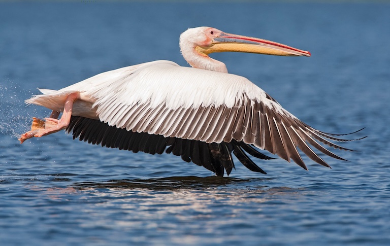 great white pelican take-off