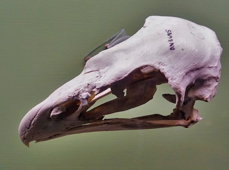 haast's eagle's skull