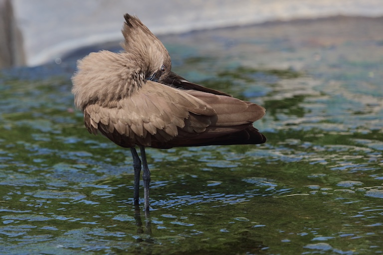 hamerkop in water