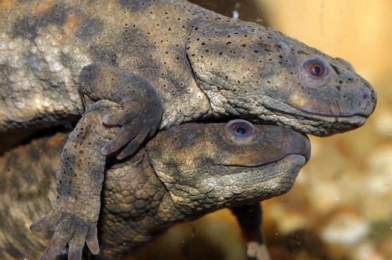 iberian ribbed newt coupling.