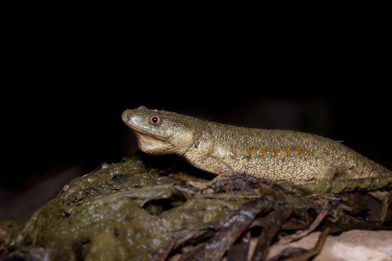 iberian ribbed newt eating
