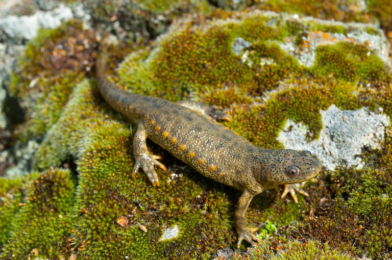 iberian ribbed newt profile
