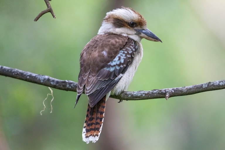 laughing kookaburra perch
