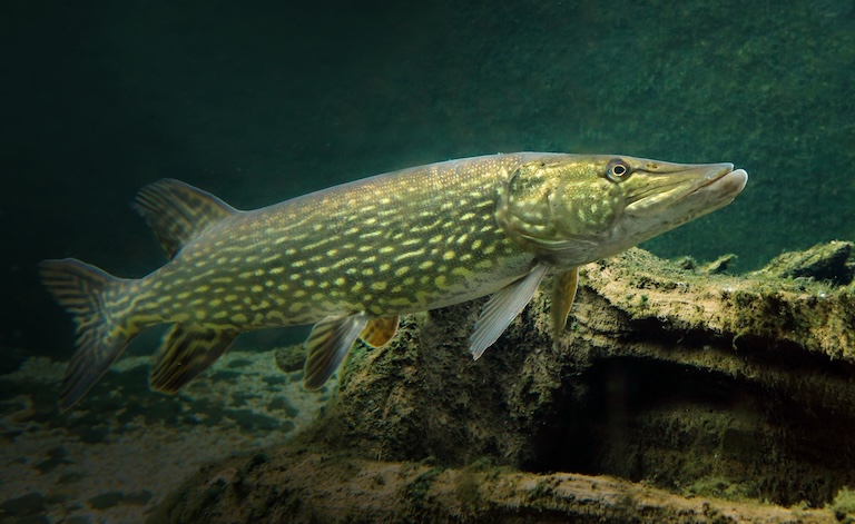 northern pike swim