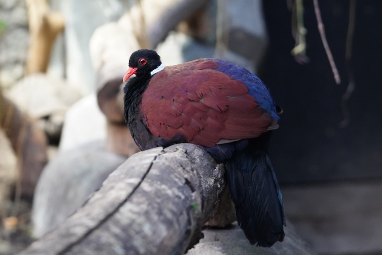 pheasant pigeon perched