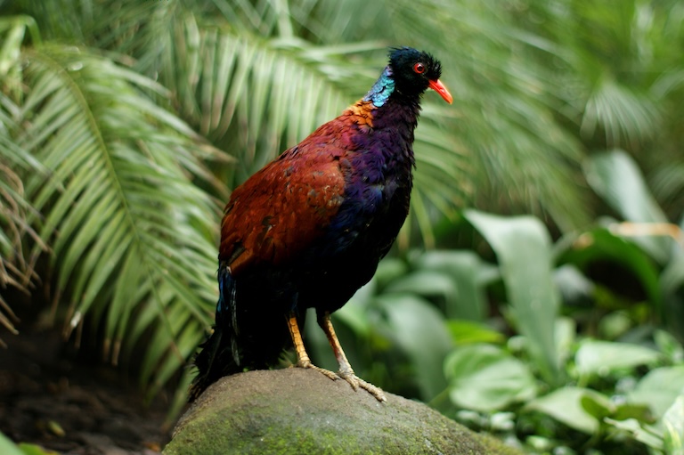 pheasant pigeon profile
