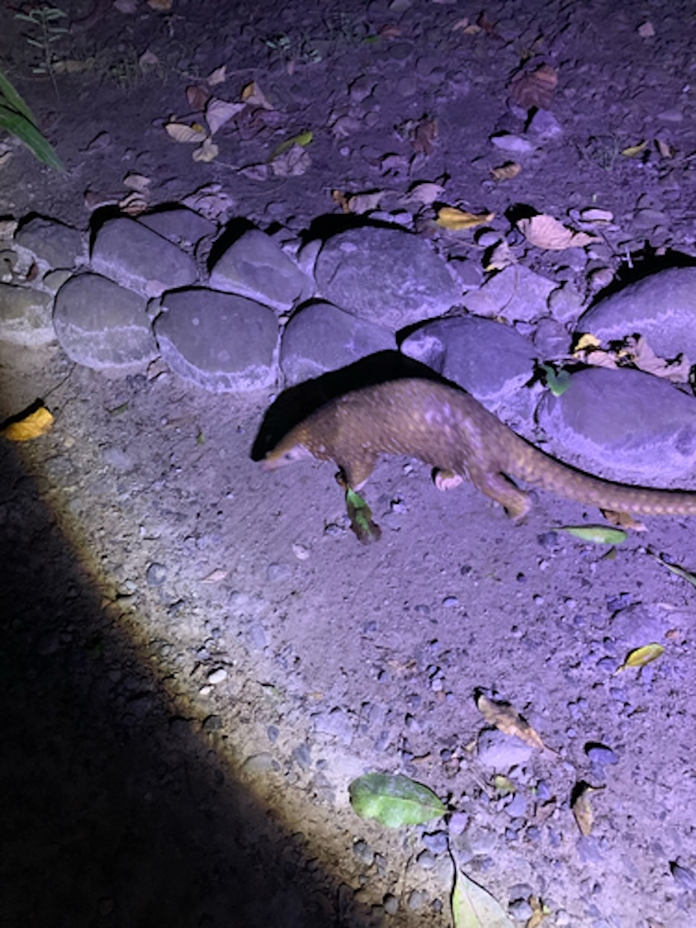philippine pangolin in the dark