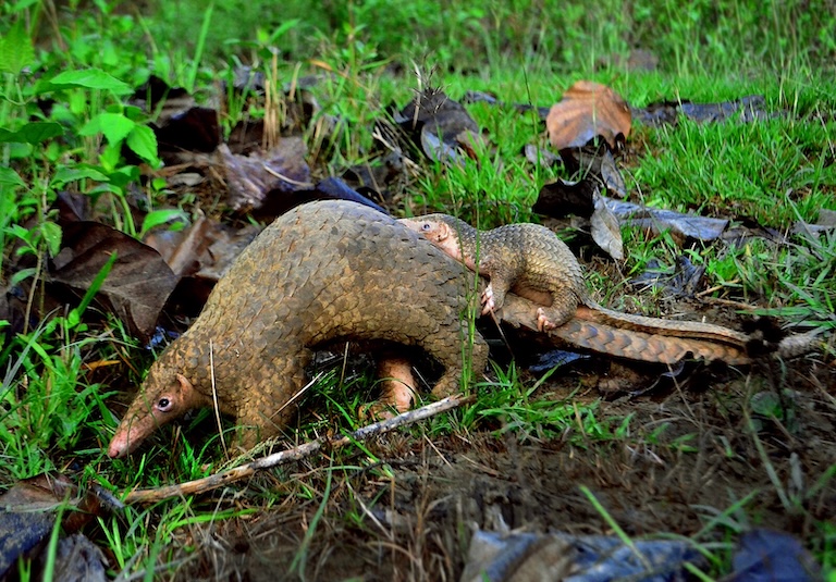 philippine pangolin with a baby