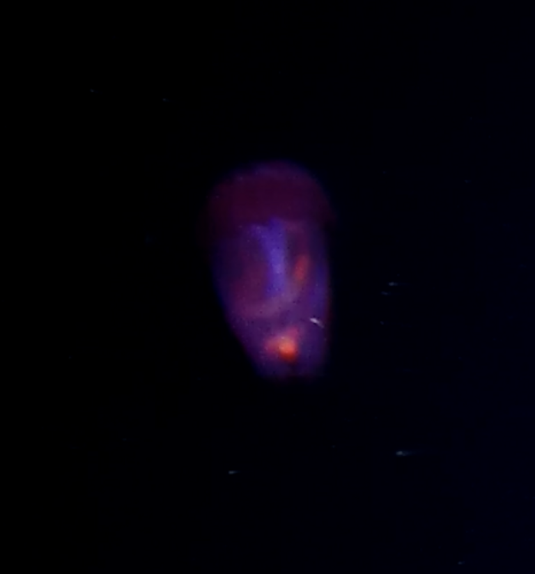 pink see-through fantasia glow.