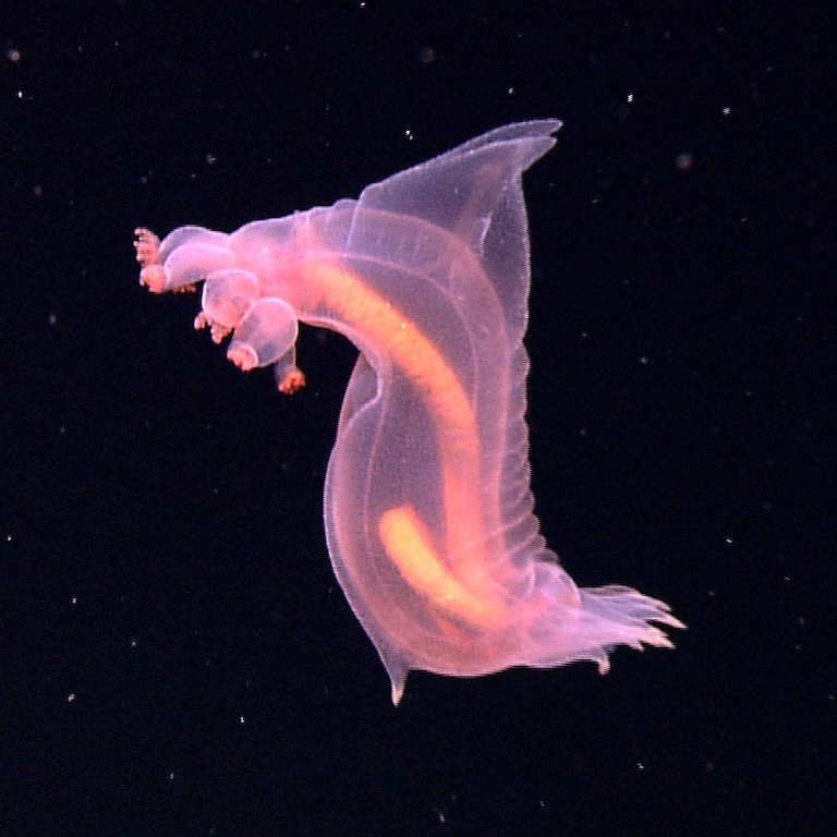 pink see-through-fantasia profile