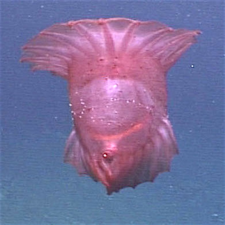 pink see-through fantasia zoom