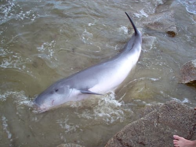 pygmy sperm whale in the shallow.
