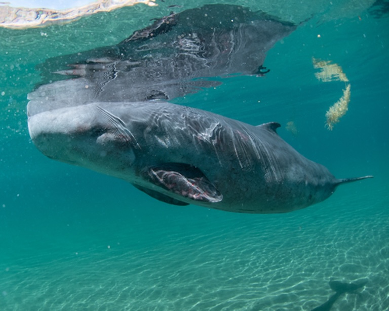 pygmy sperm whale swim