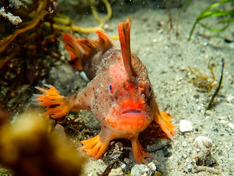 red handfish portrait