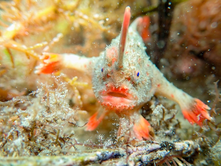 red handfish swim
