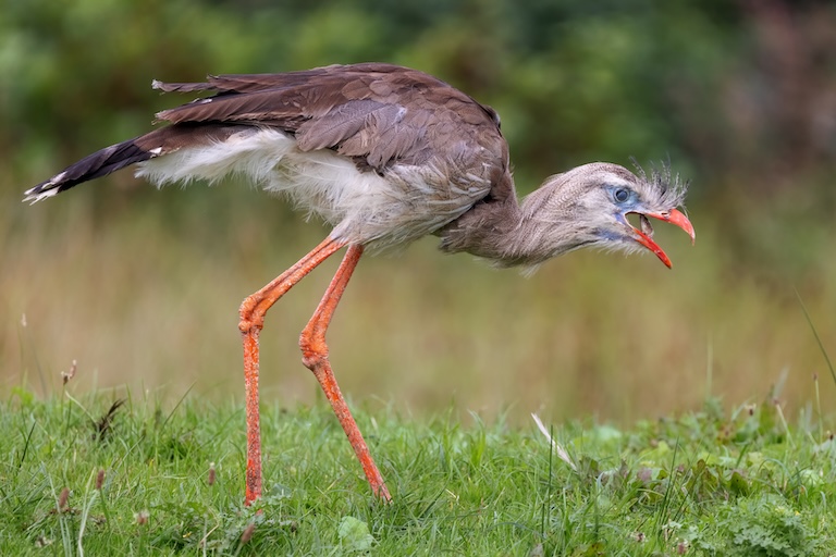 red legged seriema forage