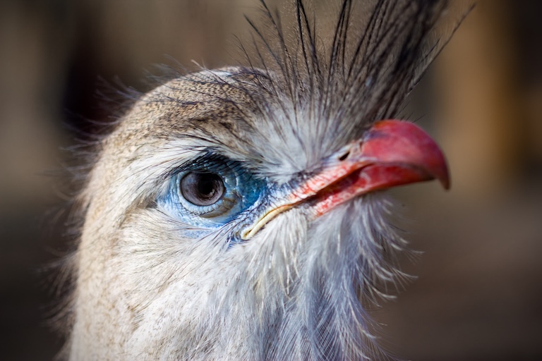 red legged seriema profile