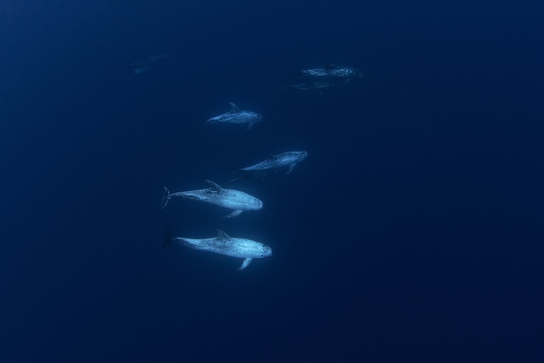 risso’s dolphin group