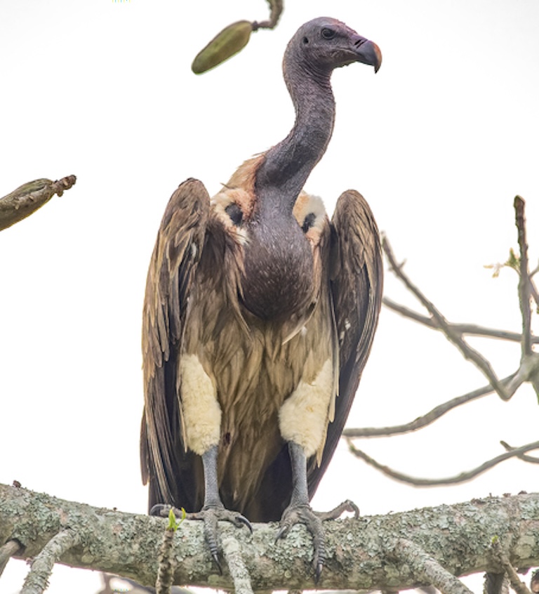 slender billed vulture profile