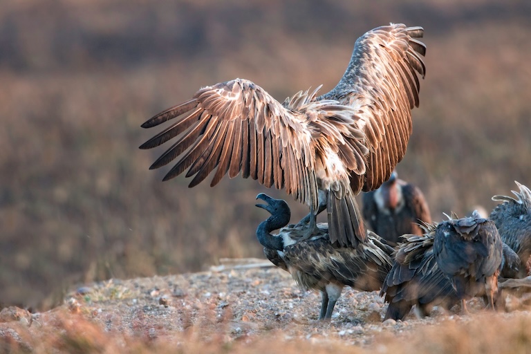 slender billed vulture's wings