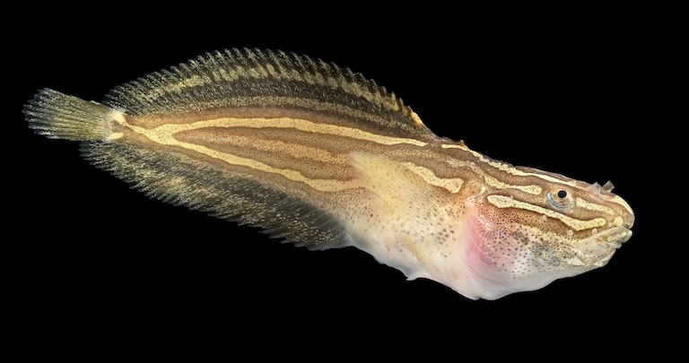 snailfishes-3