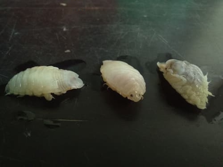 three tongue eating lice