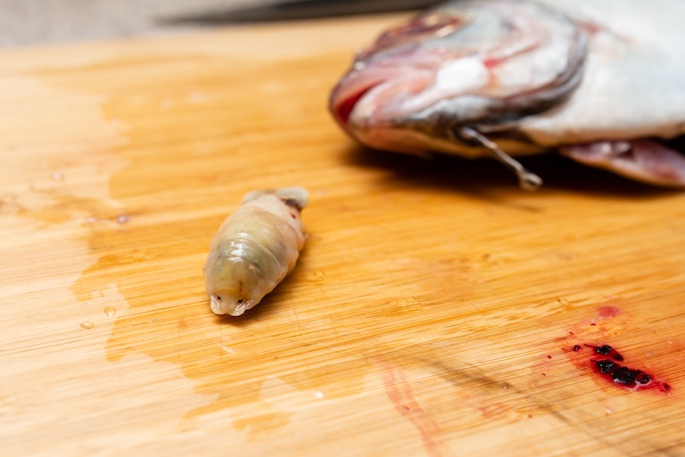 tongue eating louse from a fish