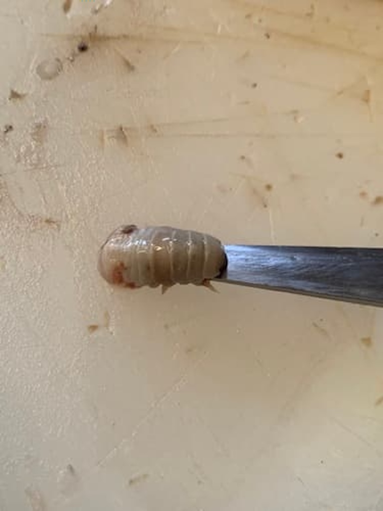 tongue-eating-louse-size