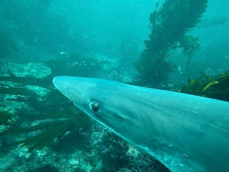 tope shark profile