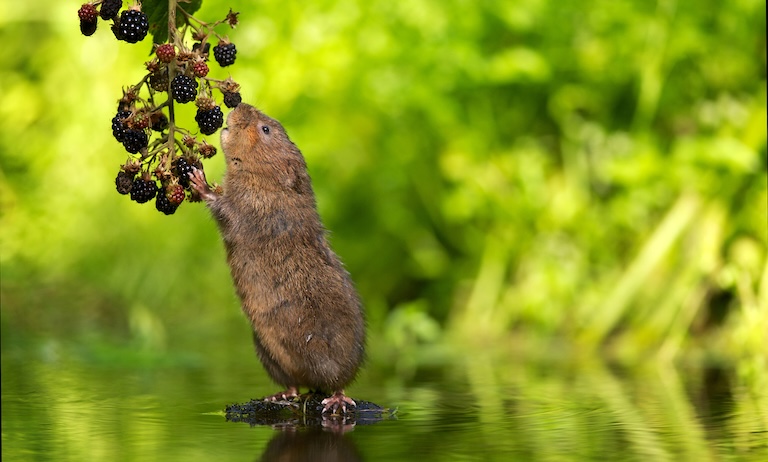 water vole foraging