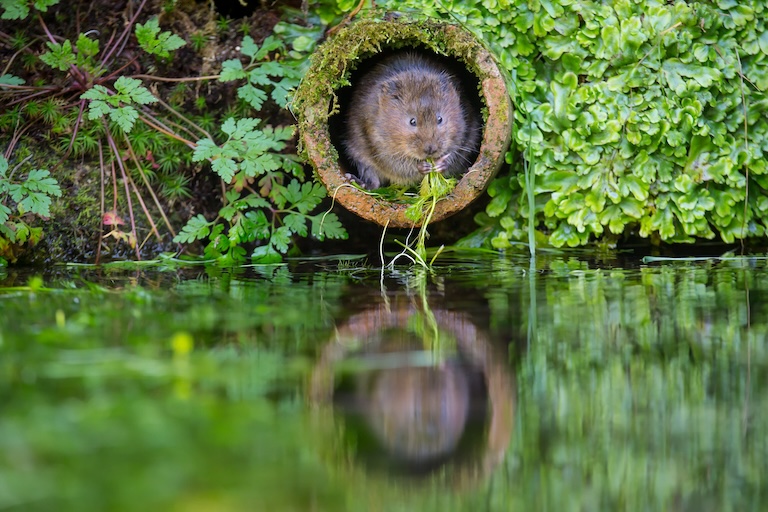 water vole home