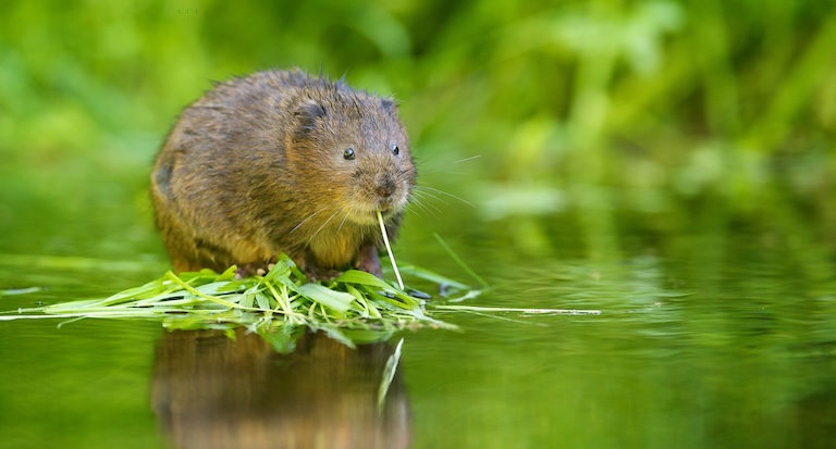 water vole on water