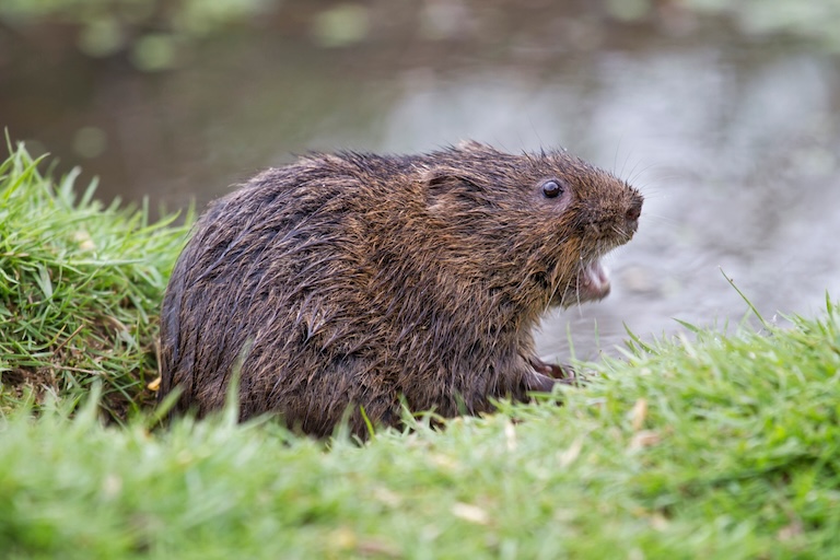 water vole profile