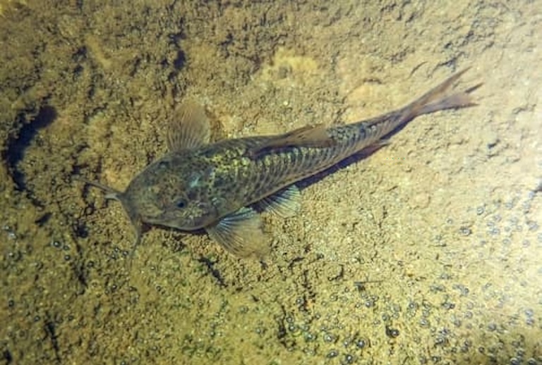 Aspidoras