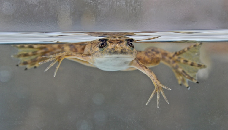 Xenopus floating on water