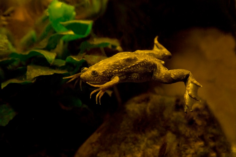 Xenopus hopping 