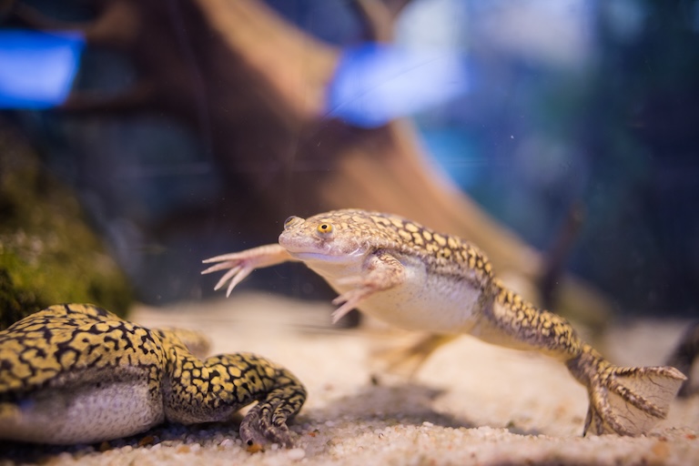 Xenopus swimming