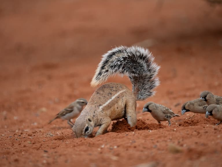 Xerus digging in the ground