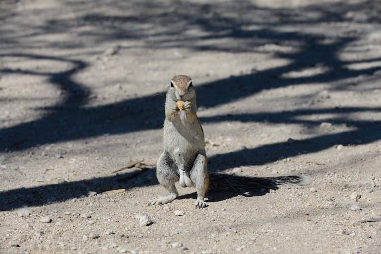 Xerus snacking
