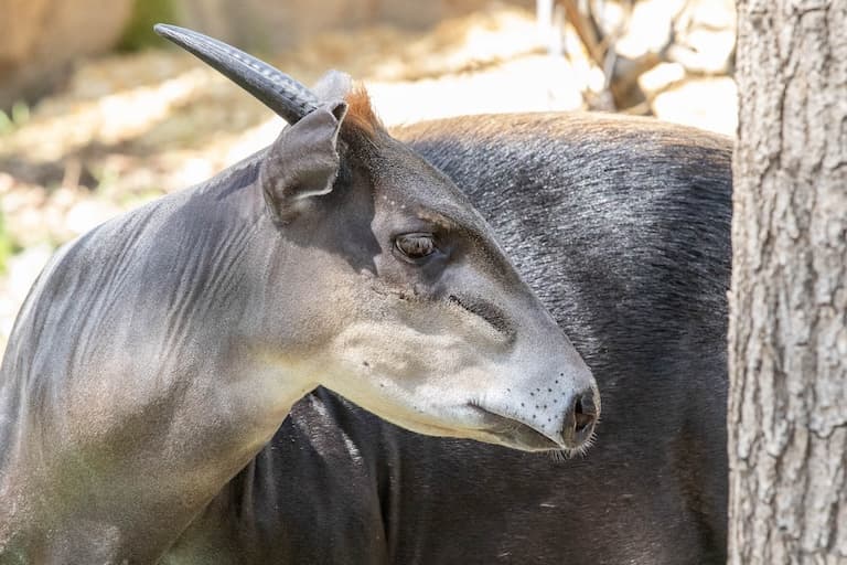 Yellow-backed Duiker Profile