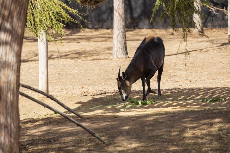 Yellow-backed Duiker feeding